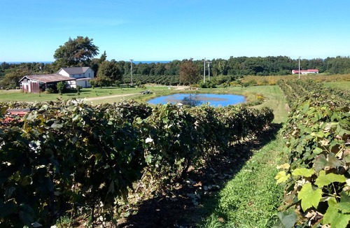 Ripley Apartment | A quiet country setting on a working grape farm.