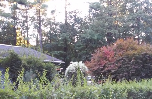 Cairo House | Catskill retreat, cozy and comfortable with wood fire and large yard!