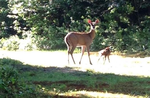 Dummer Bed & Breakfast | Deer Mountain Lodge & Wilderness Resort
