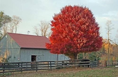 Middleburg House | Hunt Box-Antique Filled Cottage on Lowelands Farm-MiddleburgnZONR-2024-012704