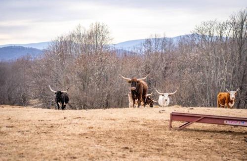 Haywood House | Mountain Mama Ranch - Luxe Farmhouse on 200 acres close to Shenandoah, with top amenities, longhorns and Blue Ridge mountain views