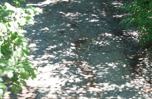 West Cambridge Apartment | Near scenic Fresh Pond, Charles river, shops, Harvard Sq access , Free parking
