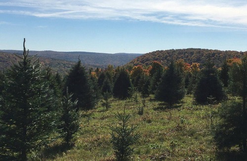 Truxton RV Rental | Tentrr Signature Site - Christmas Tree Farm Hideaway
