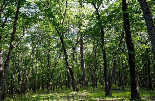 Catskill RV Rental | Tentrr Signature Site - The Old Catskill Game Farm Abandoned Zoo: Overlook Site