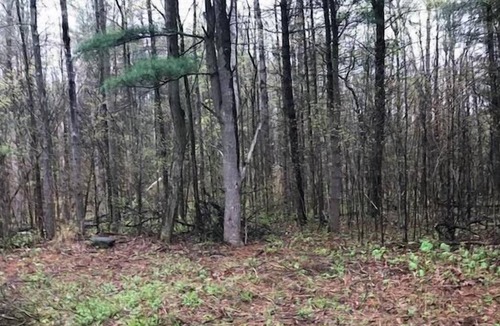 Johnstown RV Rental | Tentrr Signature Site - Dreamroad Farm Pine Tree