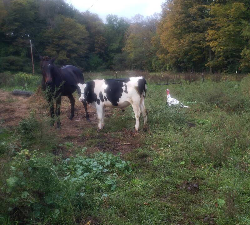 Photo of Others in Dansville
