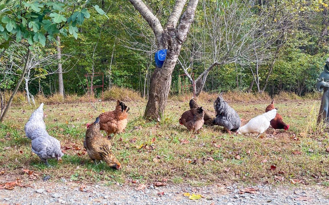 Photo of Others in Stokes