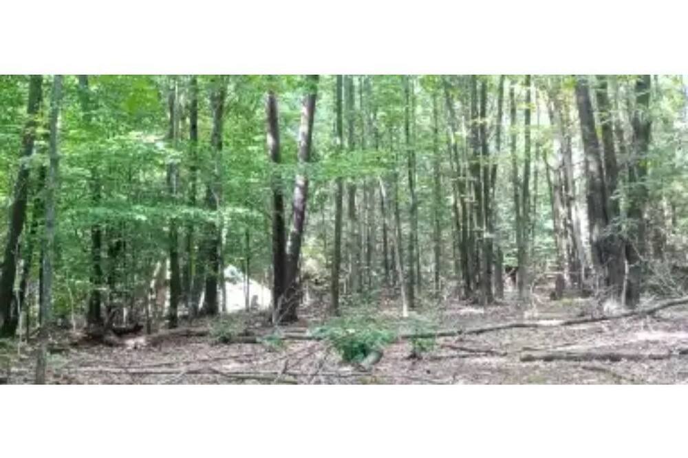 Photo of Others in Westmoreland