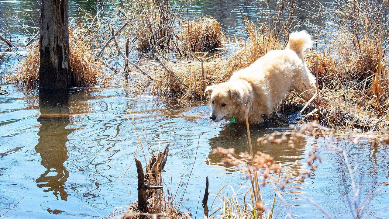 Photo of Others in North Creek