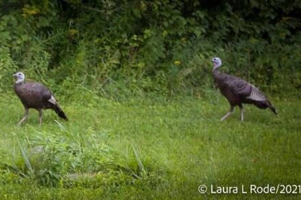 Photo of Others in Hartwick