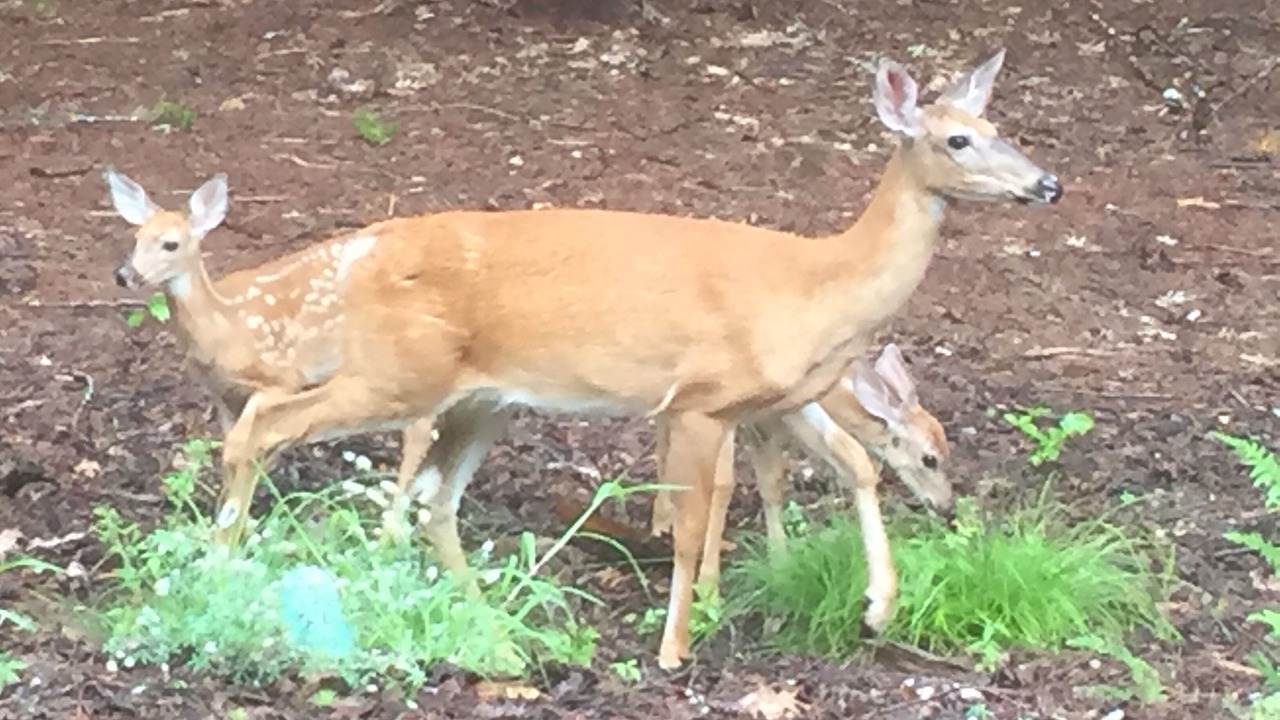 Photo of Others in Lake Arrowhead