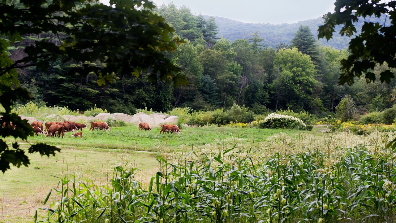 Photo of Others in West Woodstock