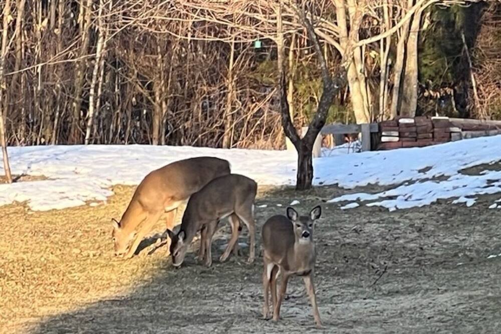 Photo of Others in Lochmere