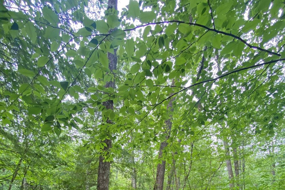 Photo of Outdoor in Concord