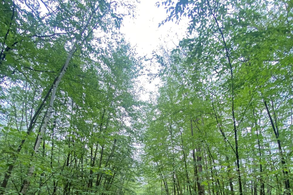 Photo of Outdoor in Concord