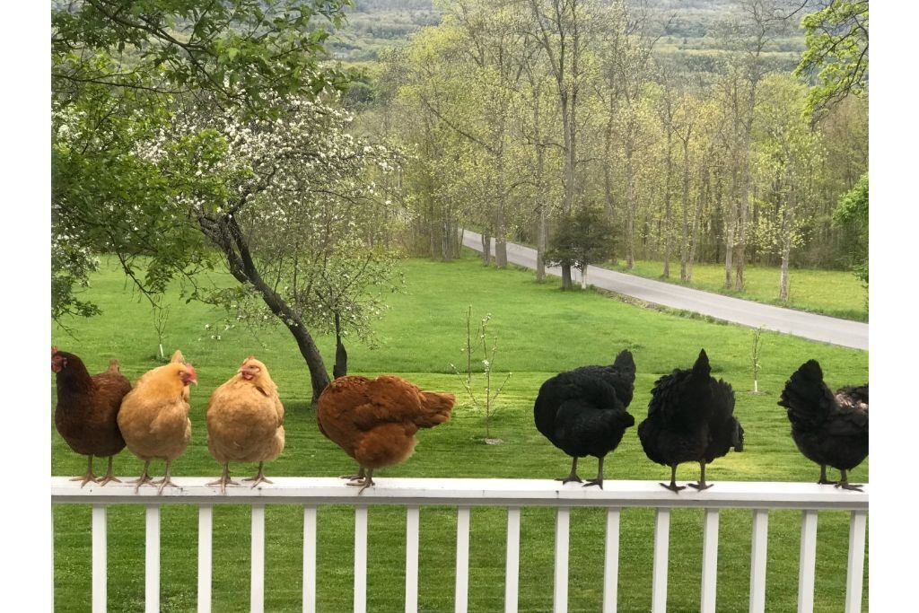 Photo of Outdoor in Town of New Scotland