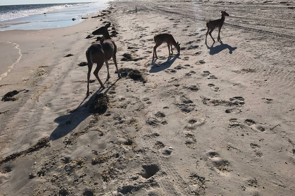 Photo of Others in Cherry Grove