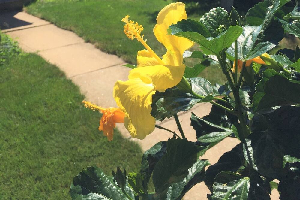 Photo of Outdoor in West Alton