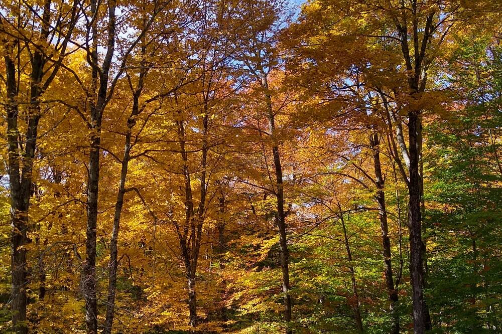 Photo of Outdoor in Weston