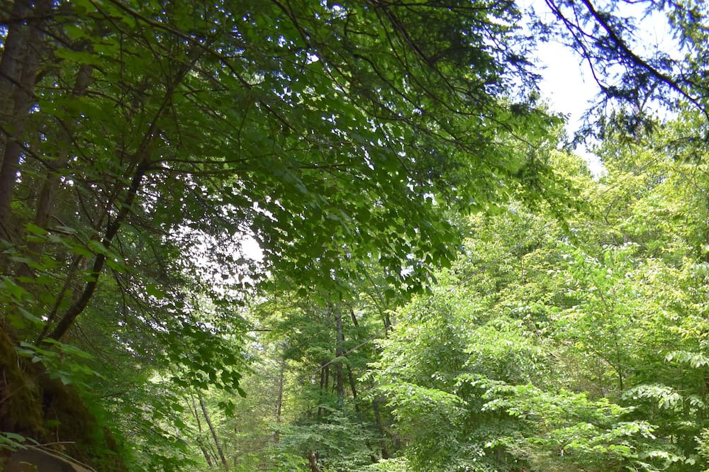 Photo of Outdoor in Phoenicia