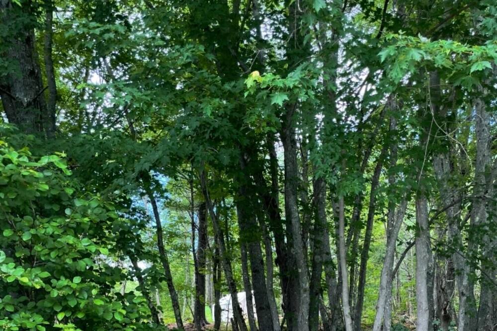 Photo of Others in East Baldwin