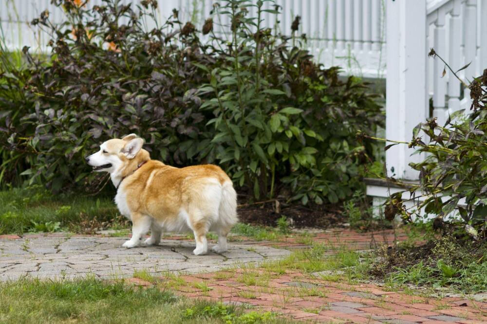 Photo of Outdoor in Woodstock
