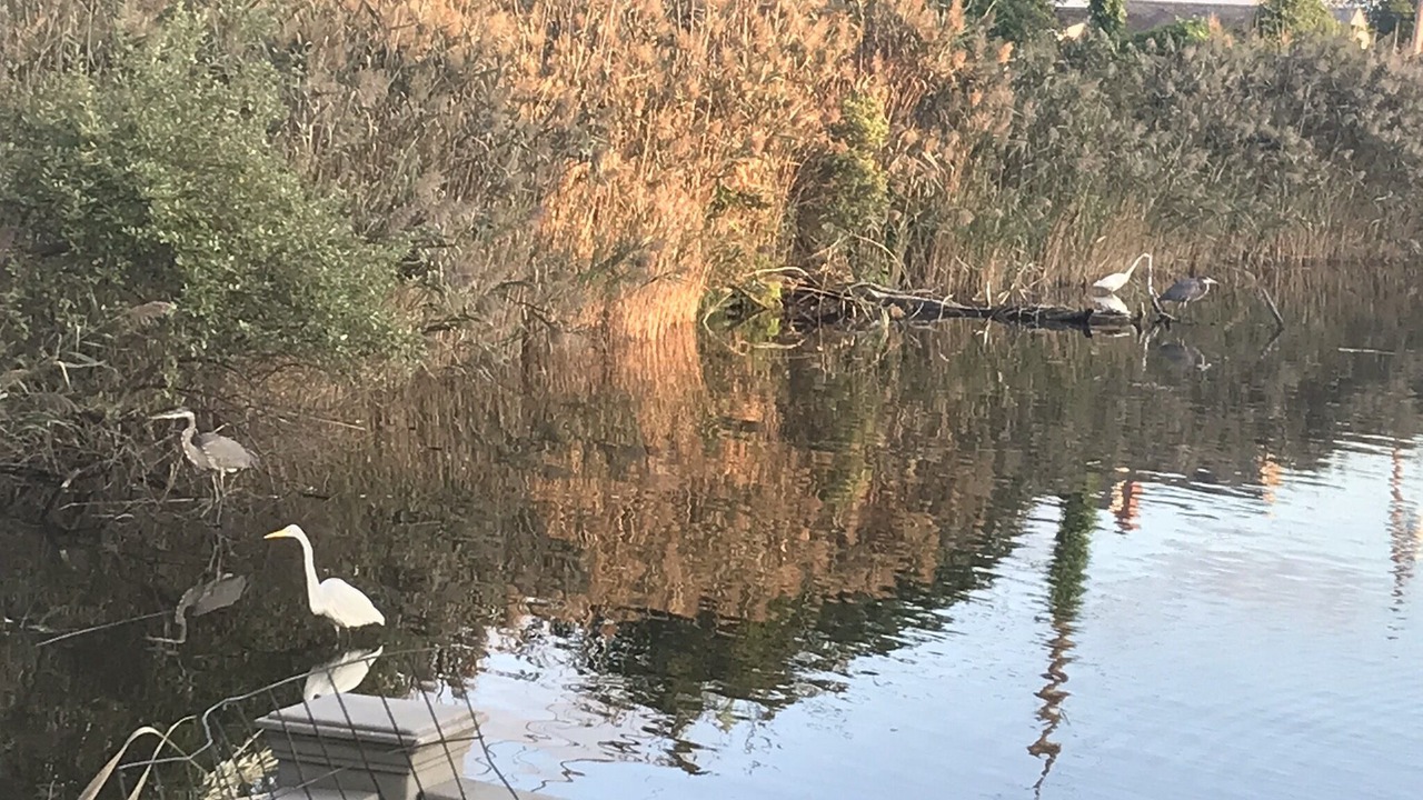 Photo of Others in Bay Shore
