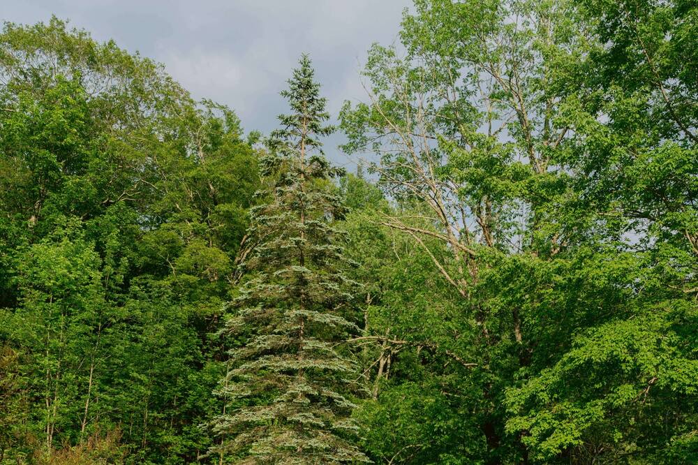 Photo of Outdoor in Shandaken