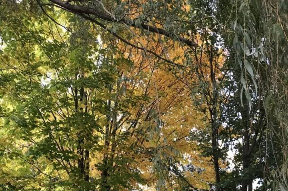 Photo of Outdoor in Williston North