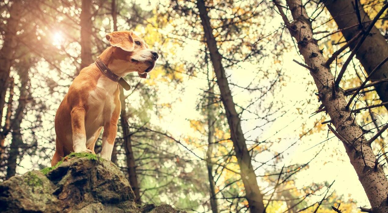 Photo of Outdoor in Mountain Air