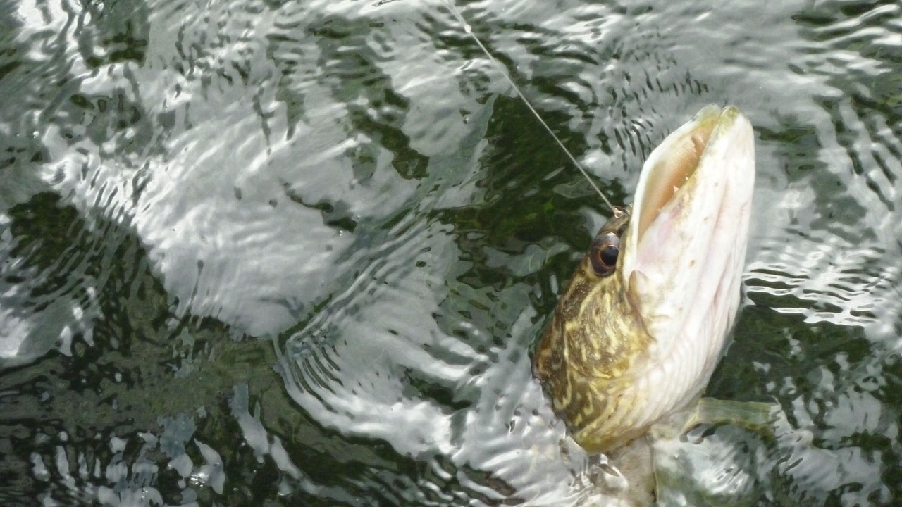 Photo of Others in Redwood