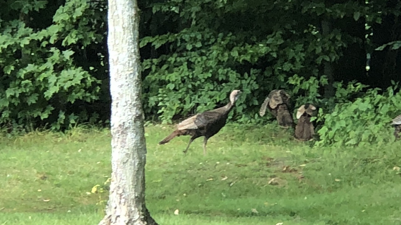 Photo of Outdoor in Clymer