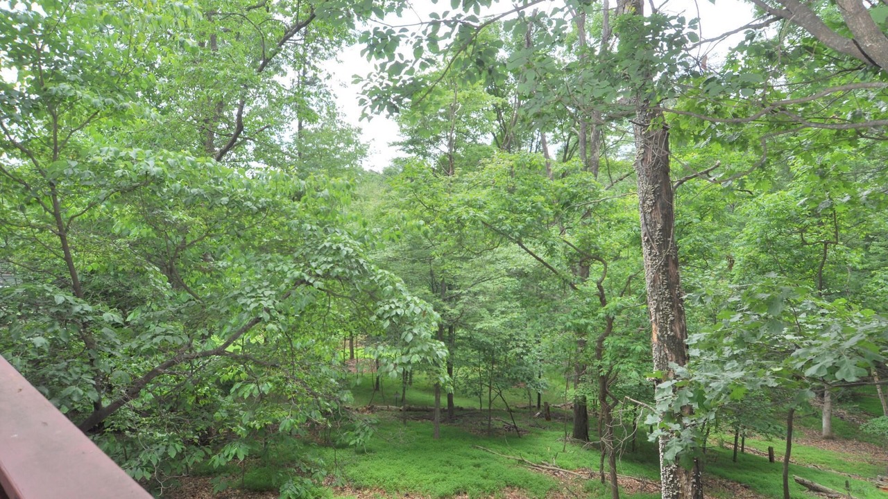 Photo of Others in The Woods