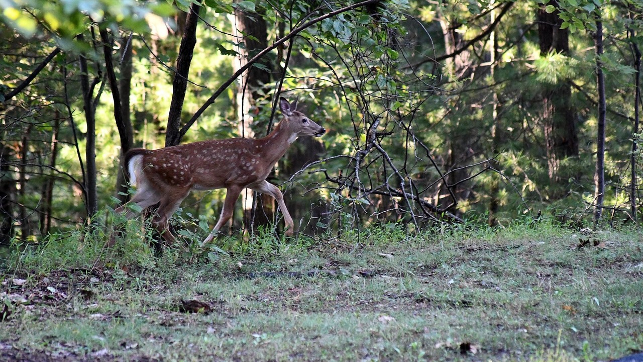 Photo of Others in Berkeley Springs