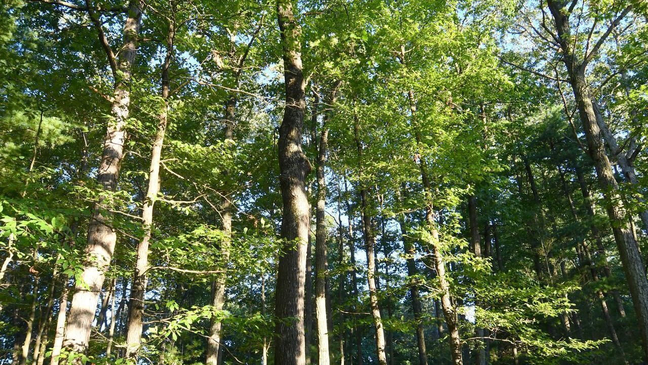 Photo of Others in Berkeley Springs
