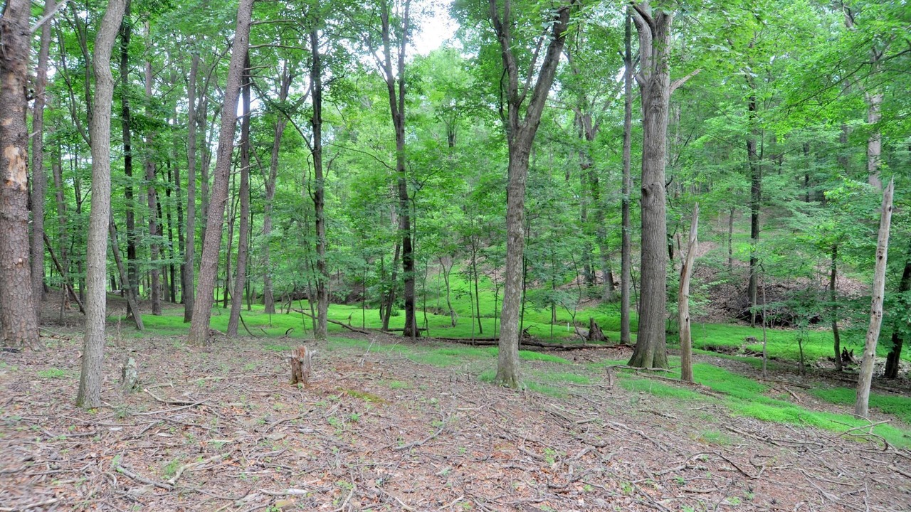 Photo of Others in The Woods