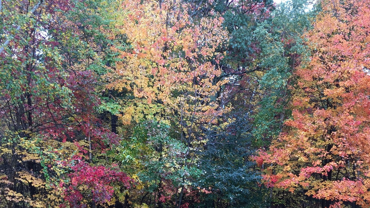Photo of Outdoor in Windham