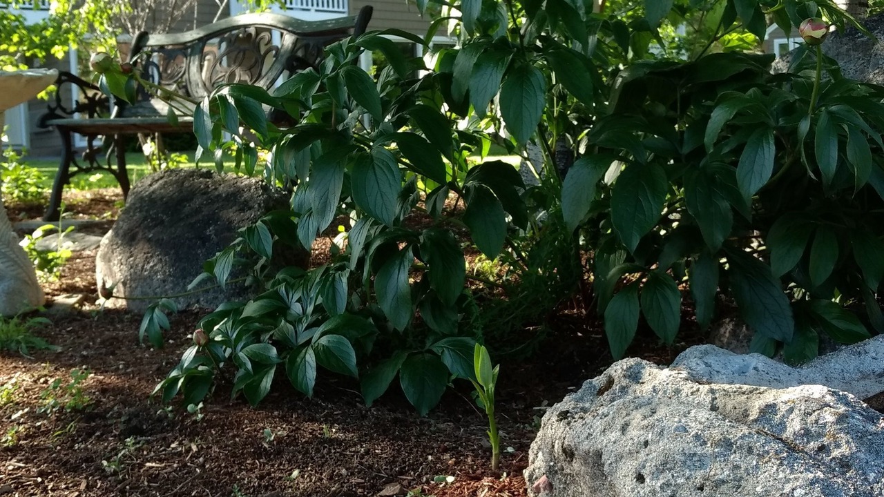 Photo of Outdoor in Intervale