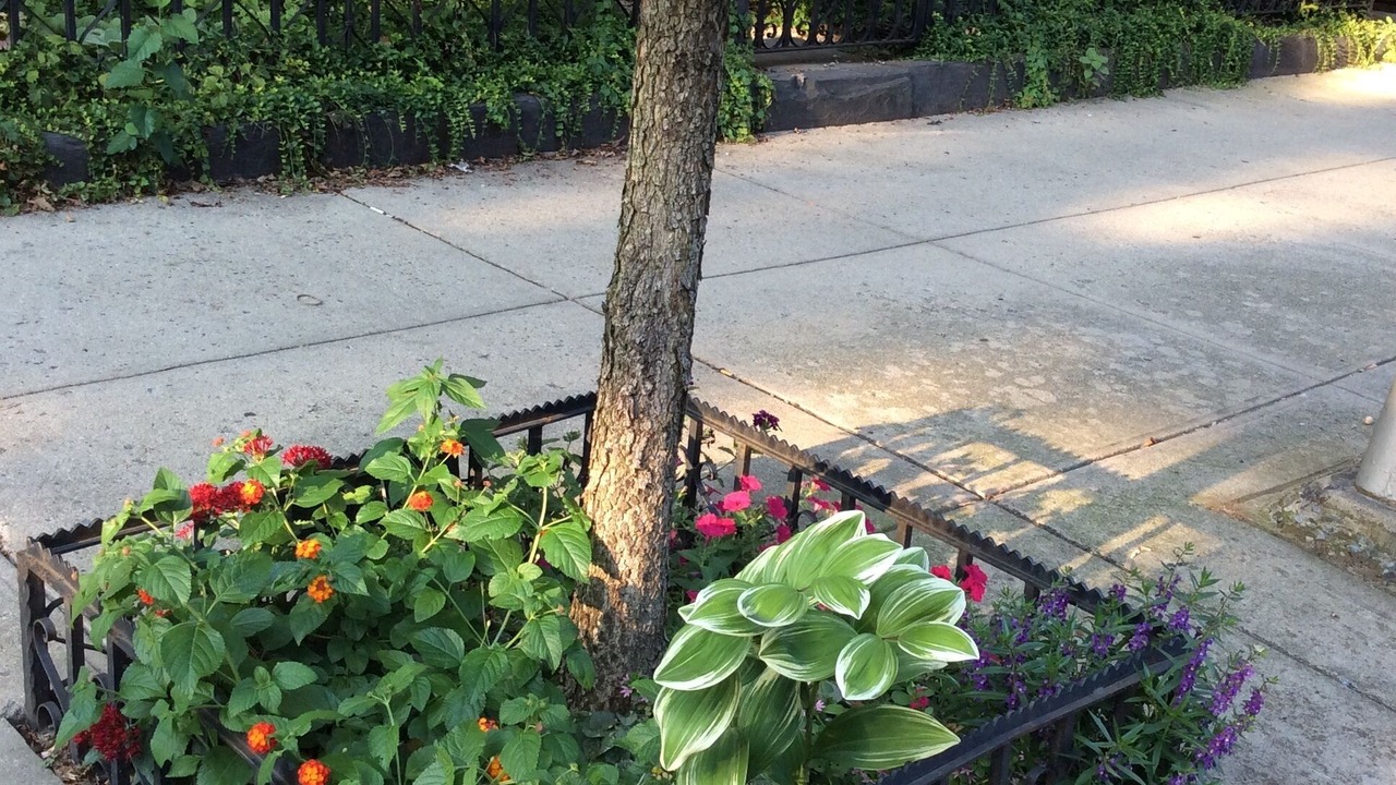 Photo of Outdoor in Bedford-Stuyvesant
