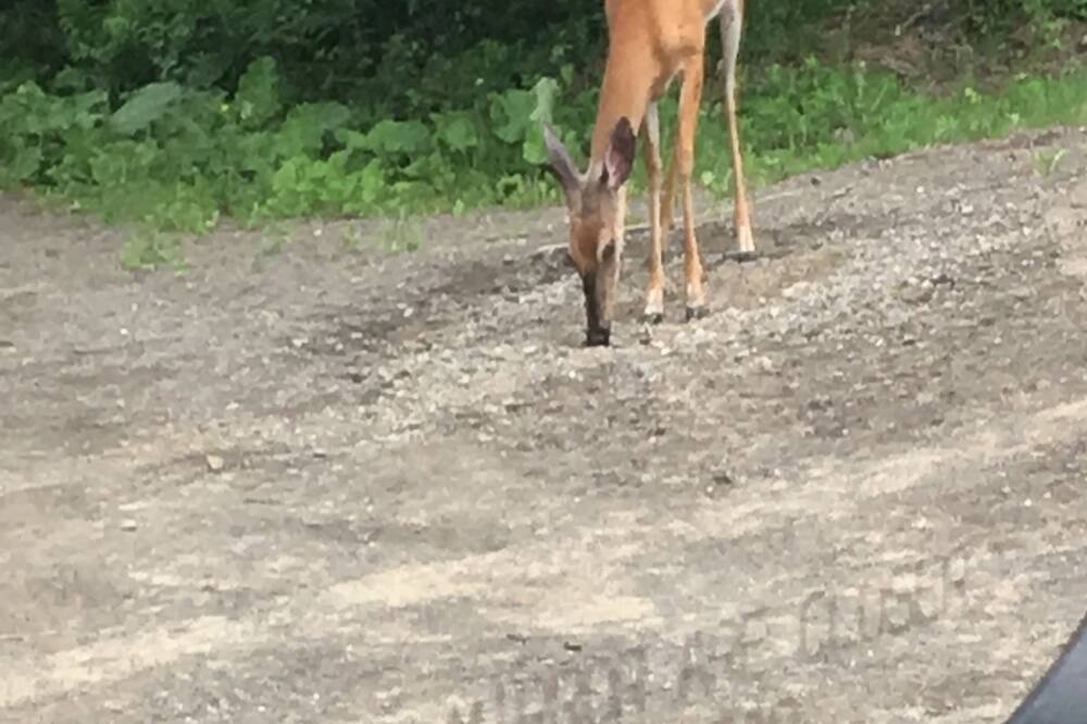 Photo of Others in Cooperstown