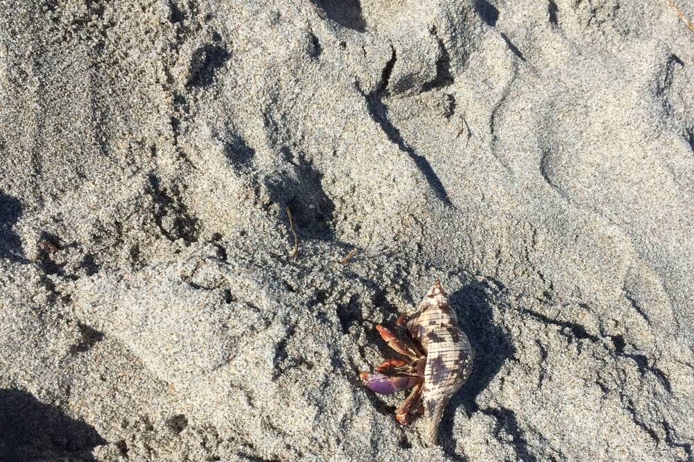 Photo of Others in Fire Island