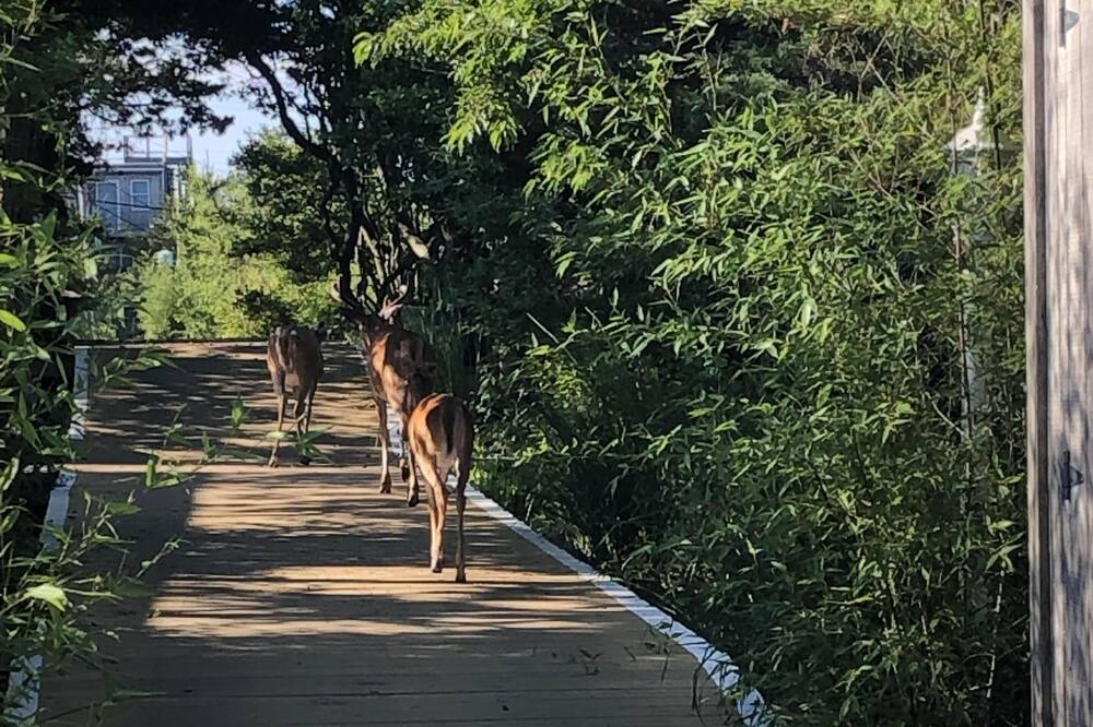Photo of Others in Fire Island