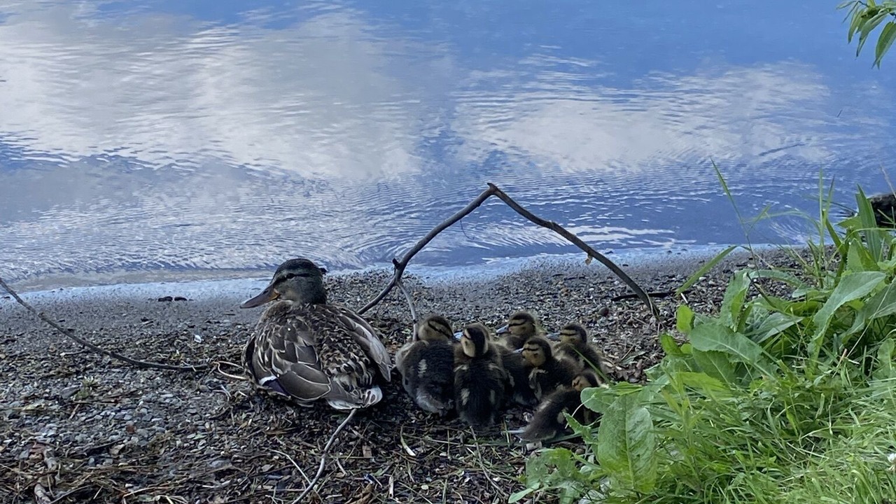 Photo of Others in Lake Elmore