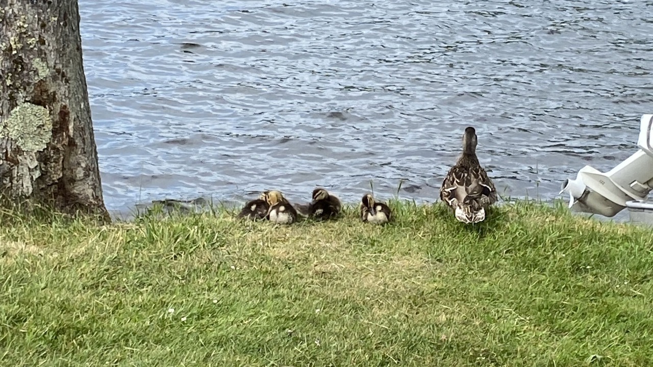 Photo of Others in Lake Elmore