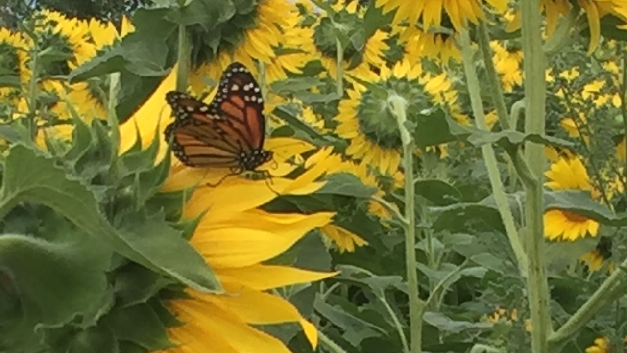 Photo of Outdoor in Hammondsport