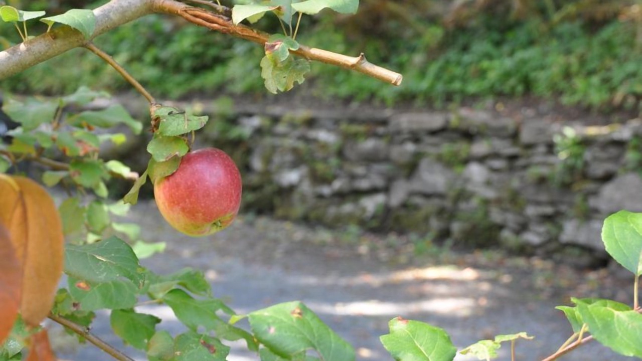 Photo of Outdoor in Woodstock