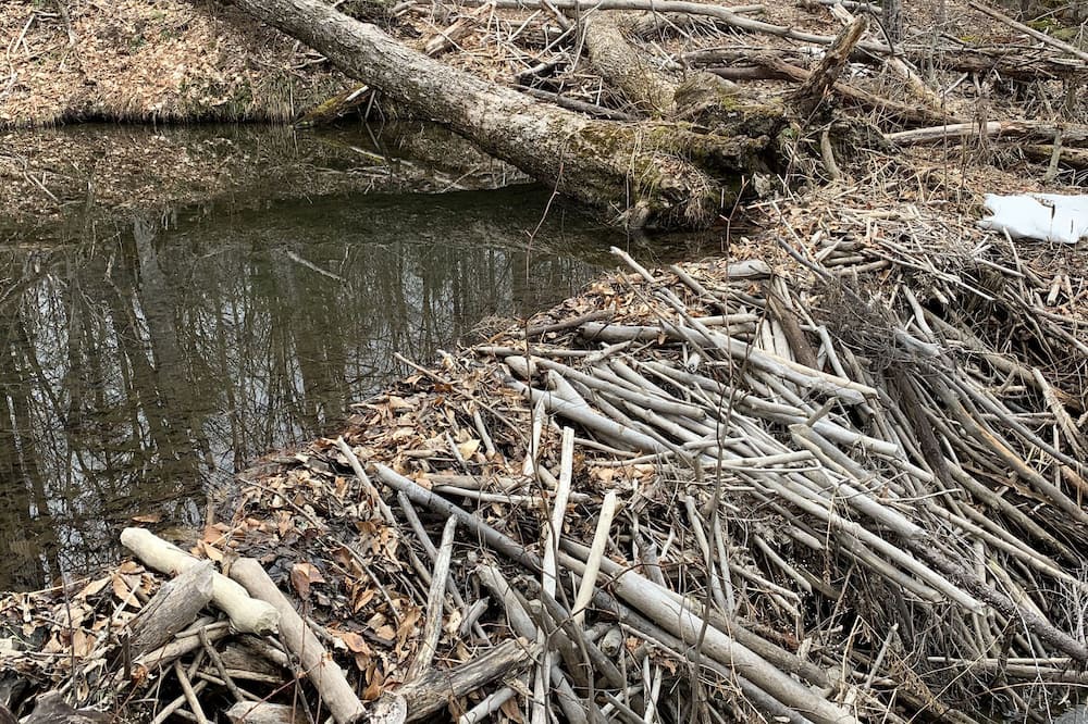 Photo of Others in Bethel