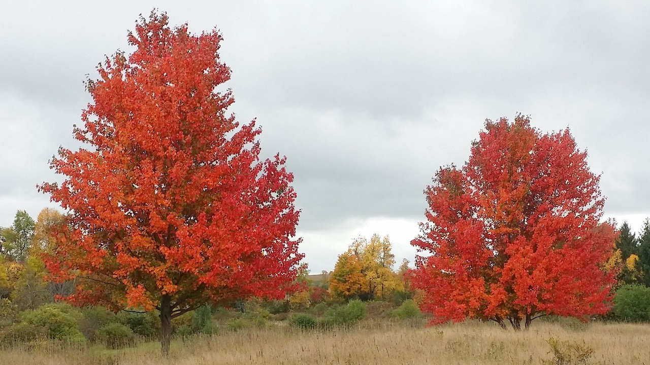 Photo of Outdoor in Cazenovia