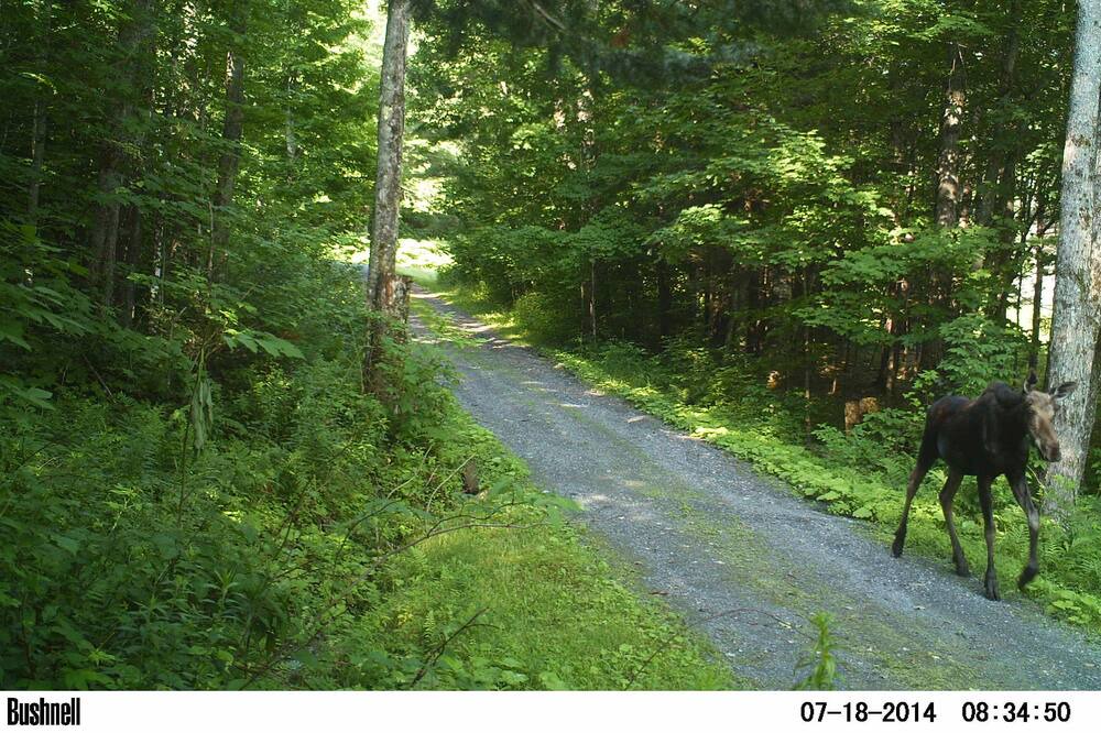 Photo of Others in Woodsville