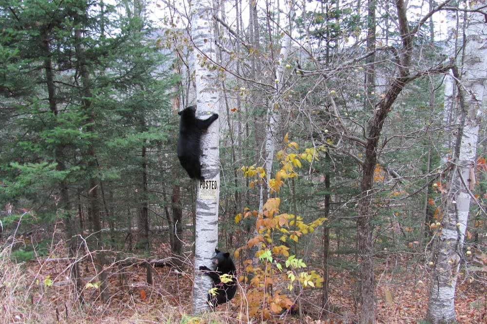 Photo of Others in Woodsville